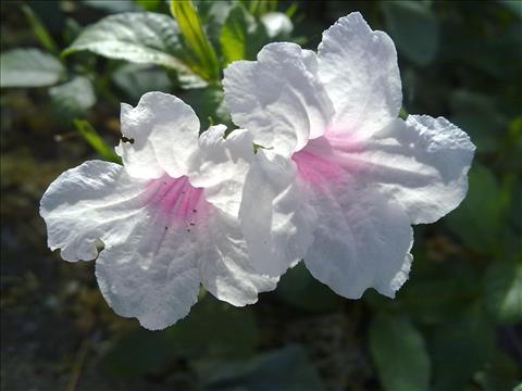 White flowers with Pink Center